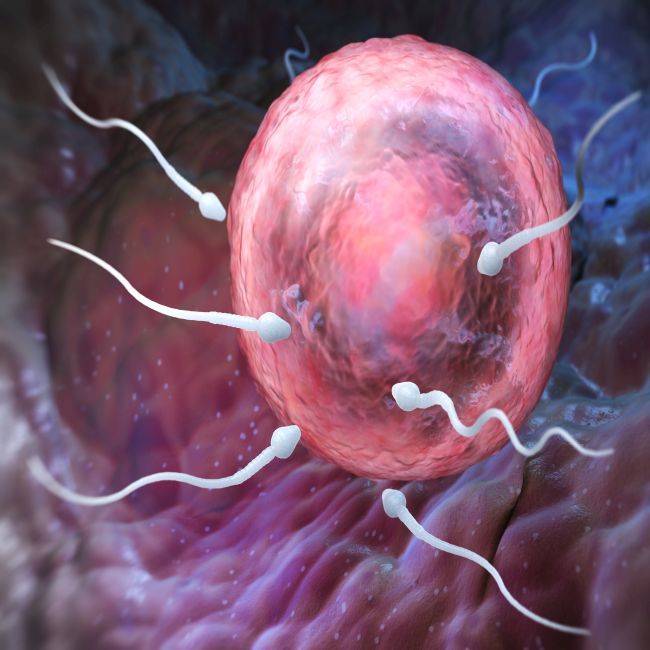 Stamcelbiologen ontrafelen hoe DNA wordt gereguleerd in vroeg stadium van zwangerschap